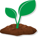 Moringa-Pflanze, Grafik